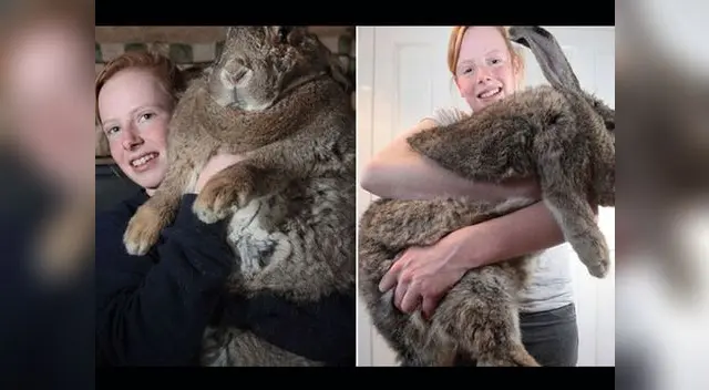 Monstruoso conejo Ralph, pesa 23 kilos.