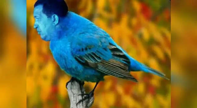 Circulan memes burlándose del comentario de Nicolás Maduro sobre la aparición de hugo Chávez en forma de pajarito. Circulan memes burlándose del comentario de Nicolás Maduro sobre la aparición de hugo Chávez en forma de pajarito.