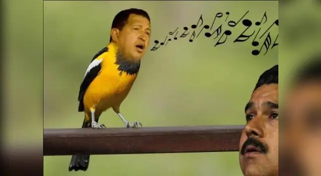 Circulan memes burlándose del comentario de Nicolás Maduro sobre la aparición de hugo Chávez en forma de pajarito. Circulan memes burlándose del comentario de Nicolás Maduro sobre la aparición de hugo Chávez en forma de pajarito.