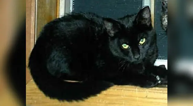 Gato negro que maúlla como un perro causa sensación en YouTube