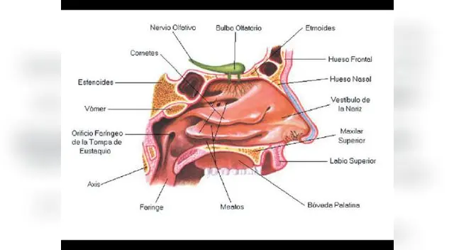 ¿Qué es el sentido del olfato y para qué sirve? ¿Qué es el sentido del olfato y para qué sirve?