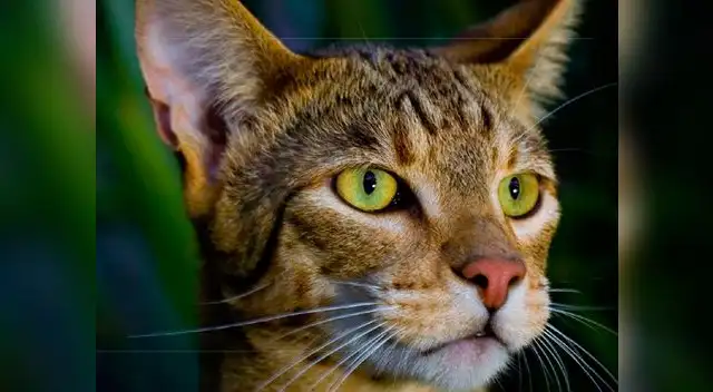 Los Ashera la raza de gato más cara del mundo.