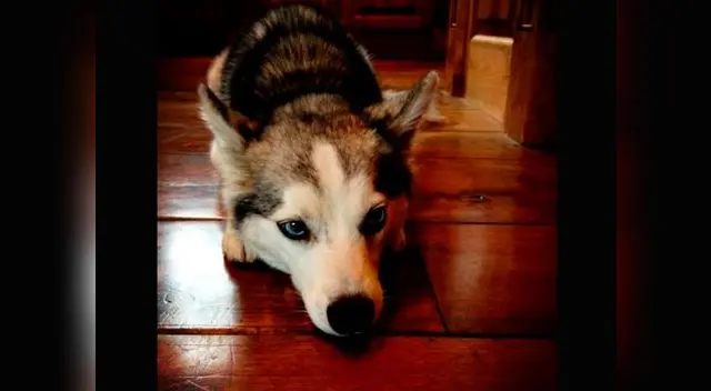 Floyd el bebe de Miley Cyrus. Floyd el bebe de Miley Cyrus.