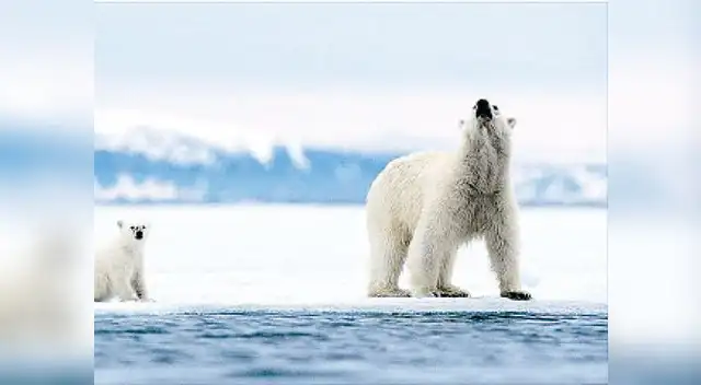 Toma nota: Los detritívoros o sacrófagos son bacterias, hongos y protistas que se alimentan de materia orgánica en proceso de descomposición. Toma nota: Los detritívoros o sacrófagos son bacterias, hongos y protistas que se alimentan de materia orgánica en proceso de descomposición.