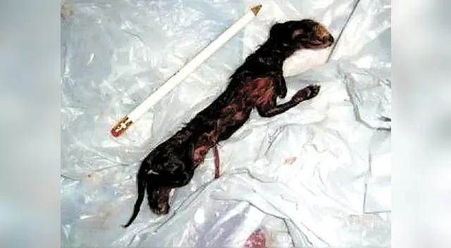 Todavía no hay un veredicto científico sobre rara especie. Todavía no hay un veredicto científico sobre rara especie.