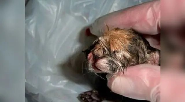 Todavía no hay un veredicto científico sobre rara especie. Todavía no hay un veredicto científico sobre rara especie.