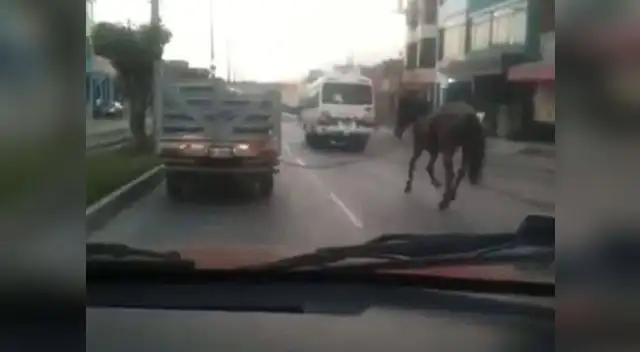 La calle no calla: ¿Cuál es el animal?