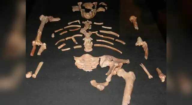 El hallazgo de Lucy.