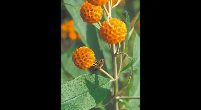 Sus principios activos protegen las mucosas del intestino y el estómago Sus principios activos protegen las mucosas del intestino y el estómago