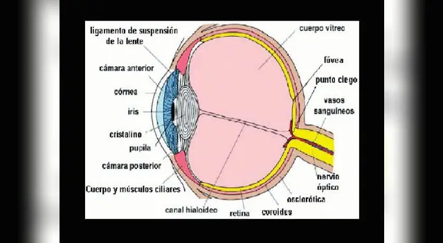 Esférico y simétrico. Así es el ojo, uno de los principales órganos del cuerpo humano. Esférico y simétrico. Así es el ojo, uno de los principales órganos del cuerpo humano.