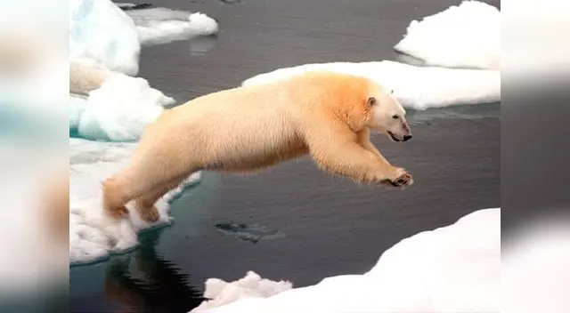 Ofrecen trabajo de avistador de osos en Noruega.