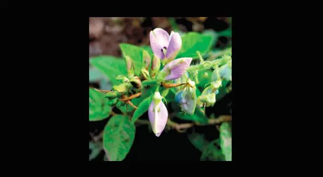 Ayuda a desintoxicar el organismo y beneficia el funcionamiento del riñón.