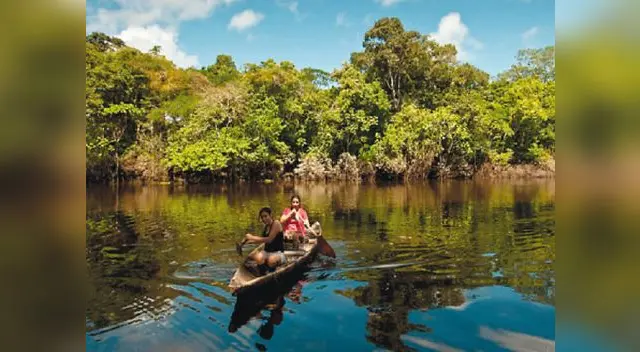 En la selva baja hay numerosas zonas conocidas como aguajales, llamadas así por ser el lugar donde crece la fruta aguaje. 