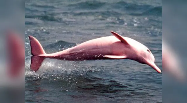 El delfín rosado.