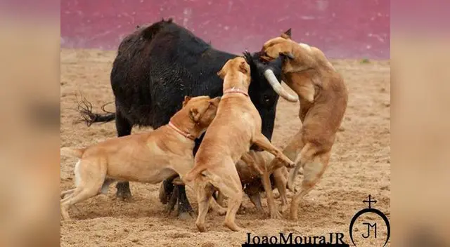 Torero causa indignación por imagen de perros atacando a un toro pequeño.