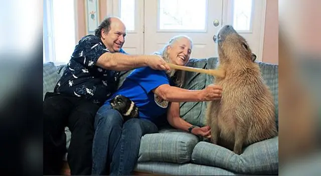 Gary, el capibara mascota de una pareja de Estados Unidos Gary, el capibara mascota de una pareja de Estados Unidos