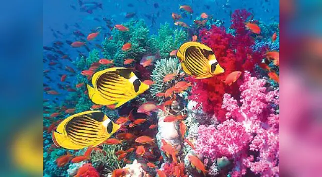 Los corales marinos.