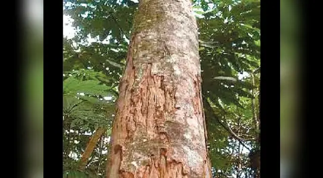 El poderoso chuchuhuasi. El poderoso chuchuhuasi.