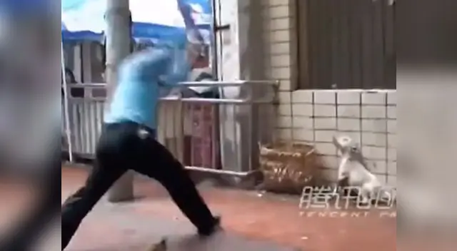 Policía le rompe cuello a perro y lo mata a palazos. Policía le rompe cuello a perro y lo mata a palazos.