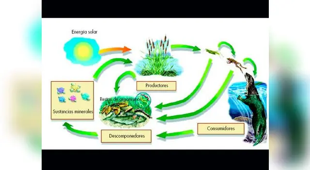 La cadena alimenticia también tiene la importante función de garantizar la continuidad de las especies en el planeta. La cadena alimenticia también tiene la importante función de garantizar la continuidad de las especies en el planeta.