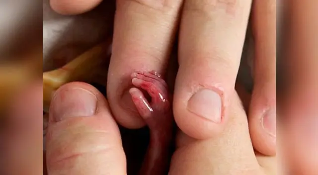 Walter Joshua Fretz pudo estar en brazos de sus padres y hermanas. Walter Joshua Fretz pudo estar en brazos de sus padres y hermanas.