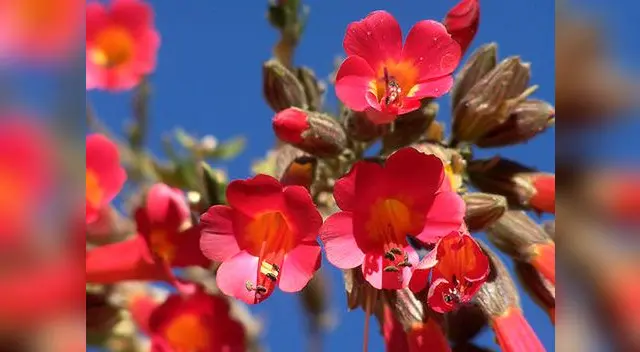 La flor de la Cantuta.