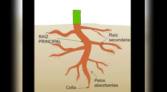 Funciones de la raíz y el tallo.