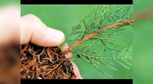 Las funciones de la raíz y el tallo.