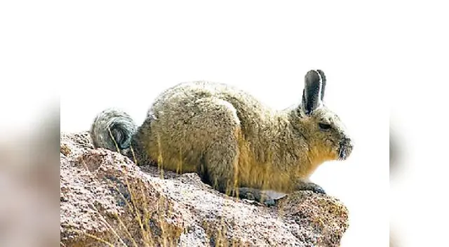 La vizcacha de la sierra. La vizcacha de la sierra.
