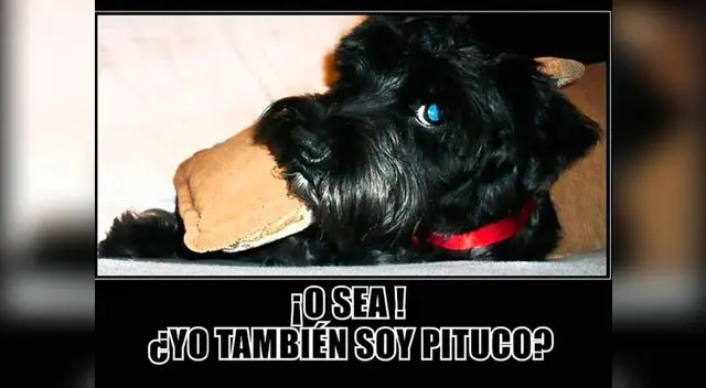 Circulan ocurrentes memes de la perra pituca.