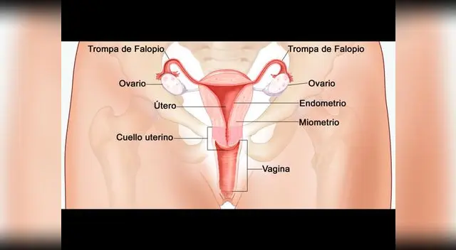 Conoce el aparato reproductor femenino. Conoce el aparato reproductor femenino.