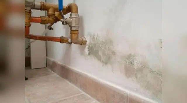 Combate la humedad y el moho en tu hogar.