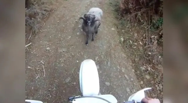 Un carnero se niega a dar paso a moto en una carretera de Rusia