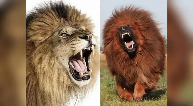 León africano (izq.) - Perro Mastín Tibetano (der.)