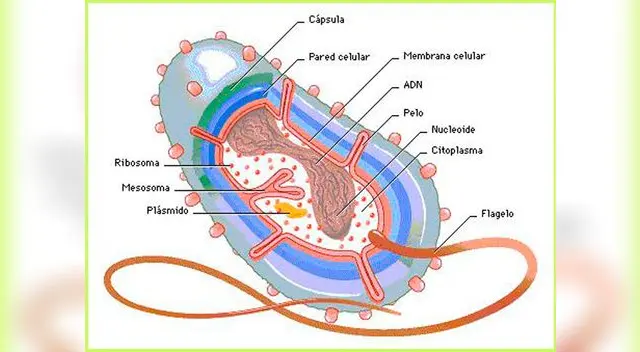 La función de las bacterias.