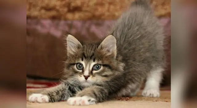 Perfeccionan base de datos de ADN de gatos para resolver crímenes.