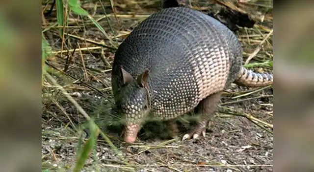Armadillo gigante. Armadillo gigante.