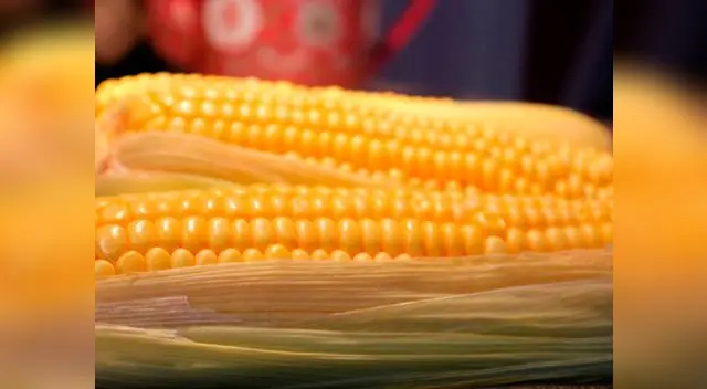 Conozca la importancia nutricional del choclo. Conozca la importancia nutricional del choclo.