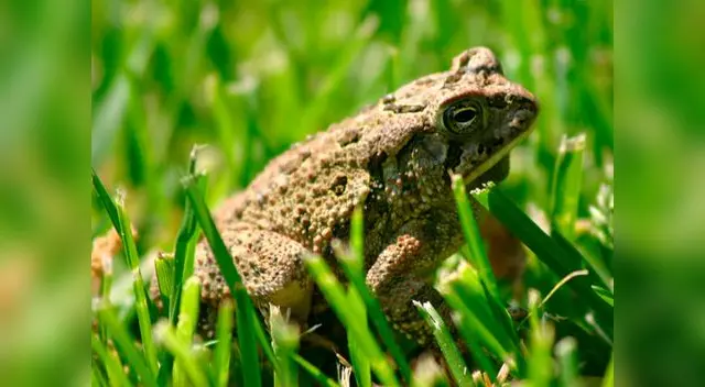 Así es la vida de los anfibios.