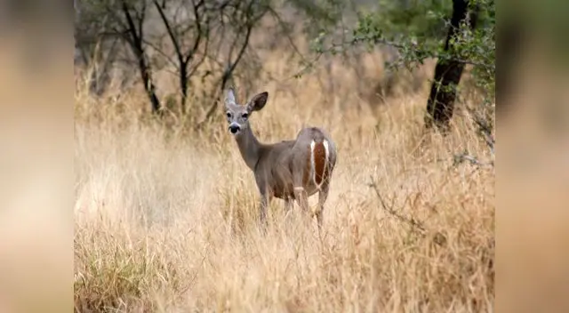 Los cotos de caza: El Angolo y Sunchubamba.