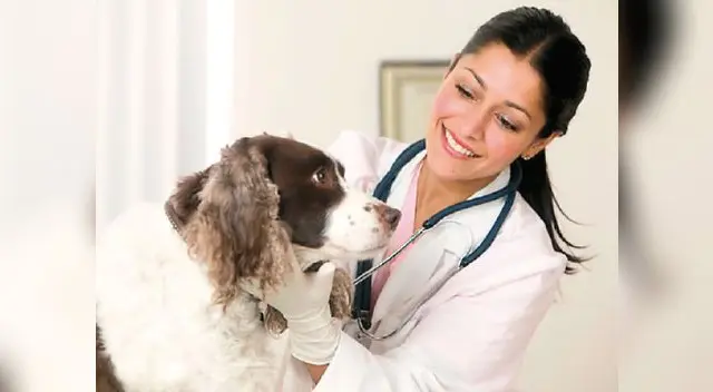 ¿Cómo podemos cuidar al perro anciano?