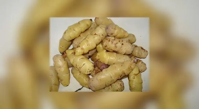 La oca es un tubérculo andino rico en calcio, hierro y fósforo.