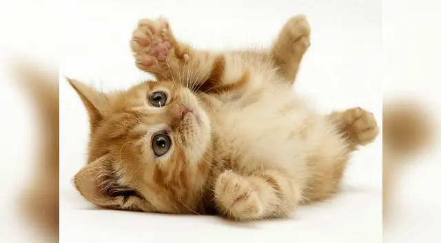 Dos adolescentes introdujeron un gato a un horno microondas y lo hicieron funcionar Dos adolescentes introdujeron un gato a un horno microondas y lo hicieron funcionar