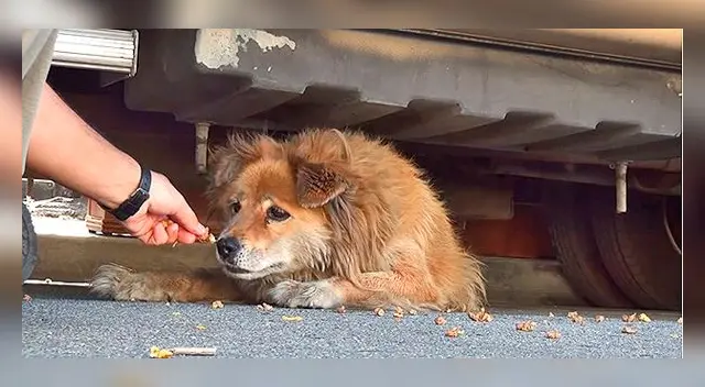 Perrita abanadonada por 10 años fue rescatada gracias al Google Maps.