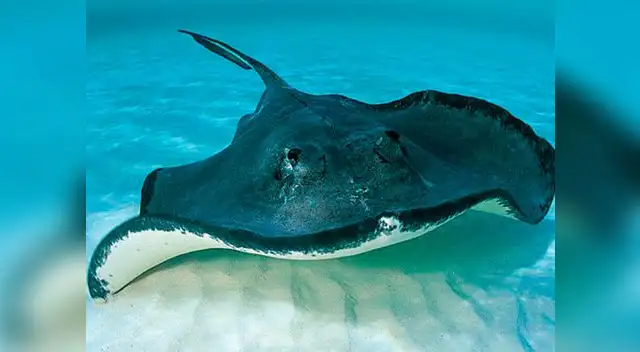 La mantarraya. La mantarraya.