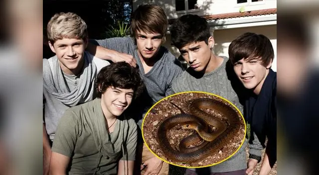 Fans de One Direction acampan cerca a peligrosa zona plagada de serpientes Marrón. Fans de One Direction acampan cerca a peligrosa zona plagada de serpientes Marrón.