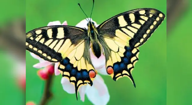 ¿Qué son los insectos?