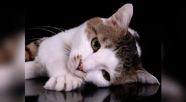 Poder Judicial prohibió el consumo de gato en Cañete.