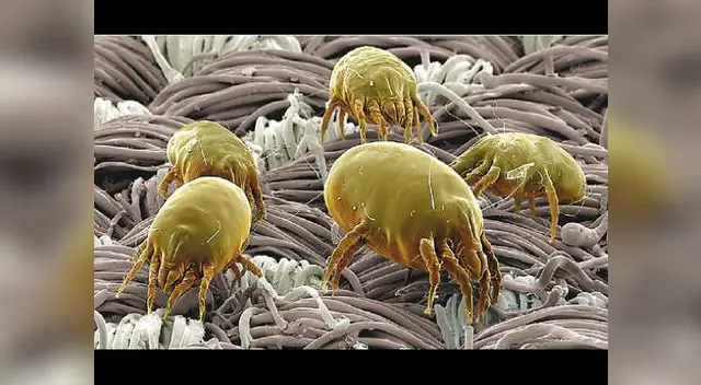 Los ácaros en el hogar. Los ácaros en el hogar.