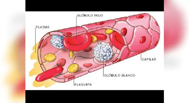 La sangre y su composición.